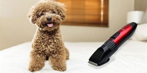 Có nên cạo lông máu cho chó không? Poodle cạo lông máu khi nào, bao lâu thì mọc lại?