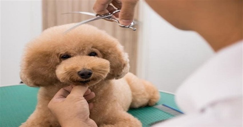 Hướng dẫn cắt tỉa lông chó Poodle đơn giản tại nhà