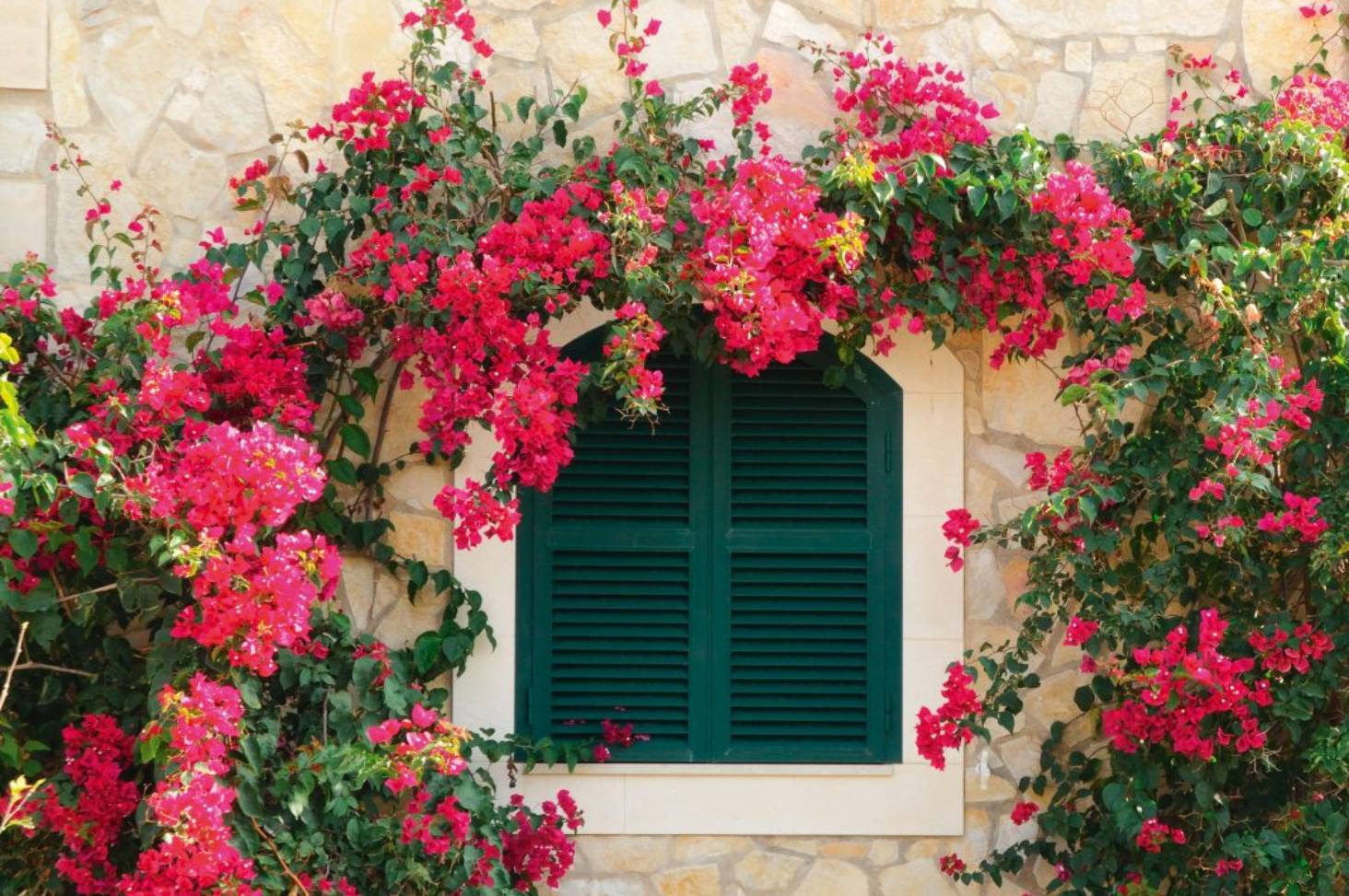 Thơ về hoa giấy hay nhất Thơ về hoa giấy hay nhất