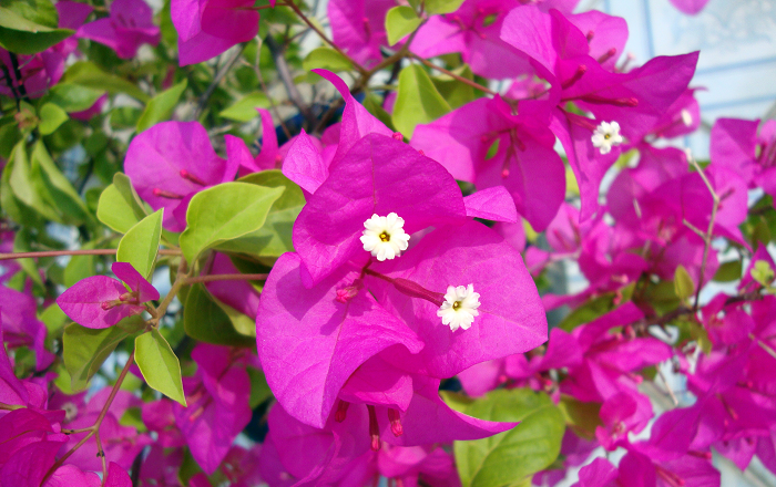 Thơ về hoa giấy hay nhất Thơ về hoa giấy hay nhất