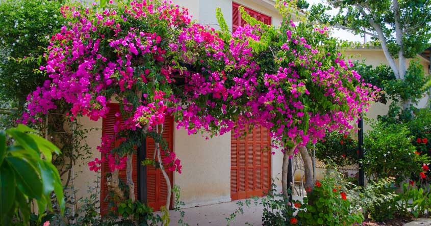 Stt về hoa giấy ý nghĩa nhất Stt về hoa giấy ý nghĩa nhất