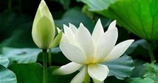 Tặng hoa sen có ý nghĩa gì? Cách bó hoa sen đẹp, đơn giản nhất