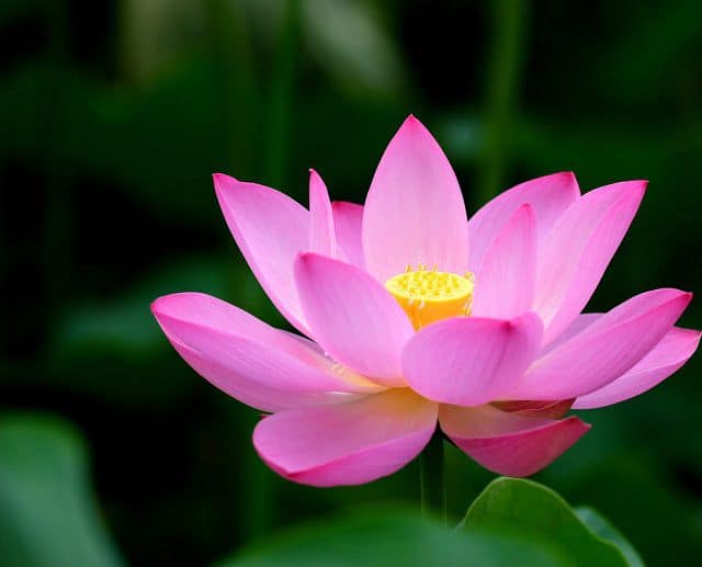 Tặng hoa sen có ý nghĩa gì?