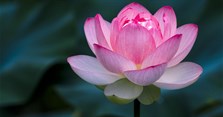 Hoa sen có ý nghĩa gì? Cách cắm hoa sen đẹp, tươi lâu, độc đáo