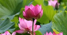Ý nghĩa của hoa sen hồng là gì? Cách cắm hoa sen hồng đẹp, tươi lâu