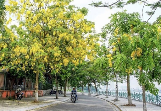 Thơ hay về hoa muồng hoàng yến