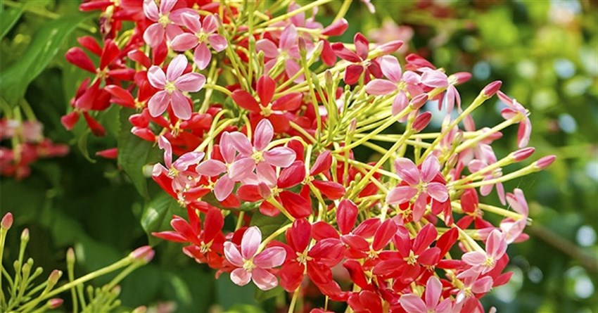 Thơ về hoa sử quân tử, những câu nói hay về hoa sử quân tử