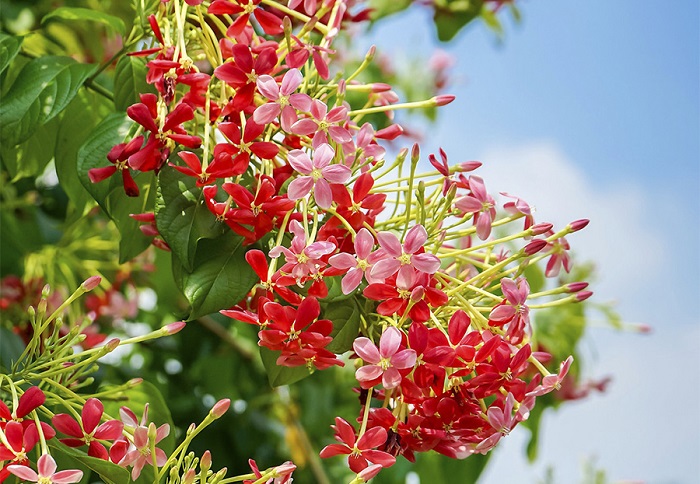 Thơ về hoa sử quân tử hay nhất Thơ về hoa sử quân tử hay nhất