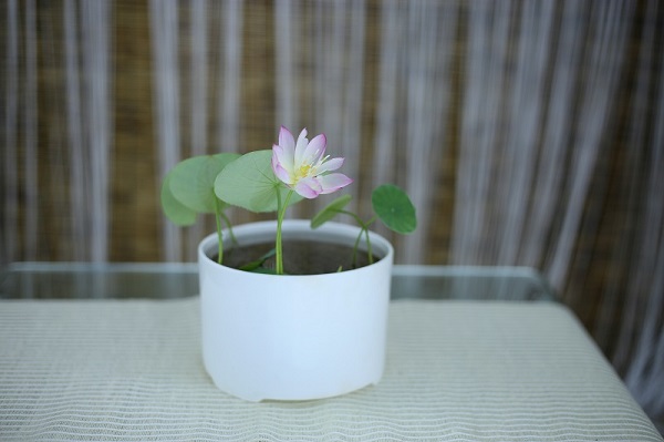 Sen mini là hoa gì?