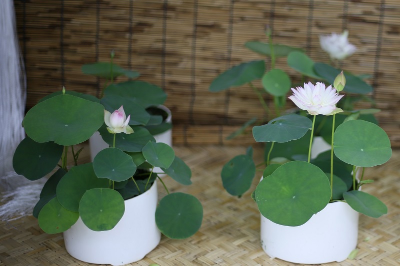 Cách trồng sen mini tại nhà