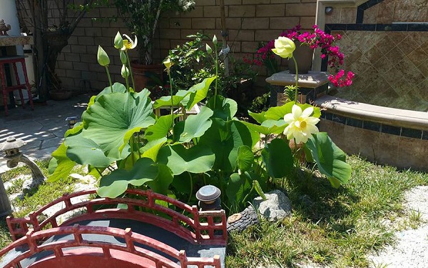 Hướng dẫn trồng hoa sen mini