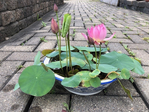 Cách chăm sóc sen cảnh mini