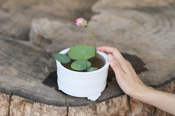 Các bệnh thường gặp ở cây hoa sen mini