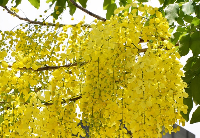 Cây muồng hoàng yến là gì?