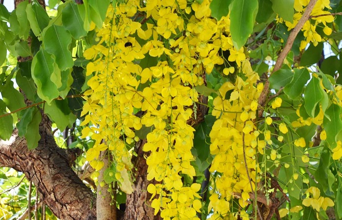 Đặc điểm của cây muồng hoàng yến