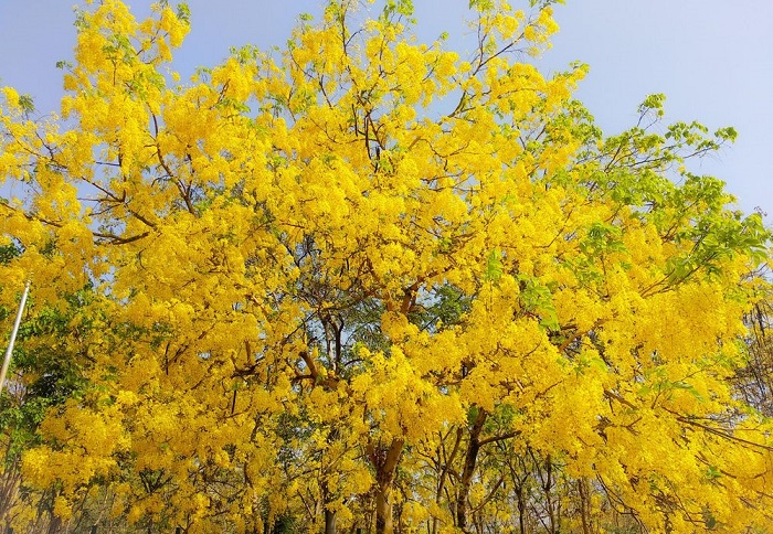 Giá cây muồng hoàng yến bao nhiêu?