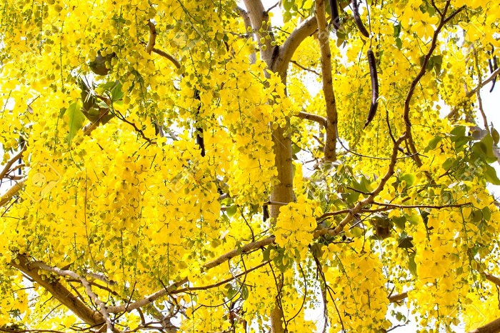 Cây muồng hoàng yến có độc không?