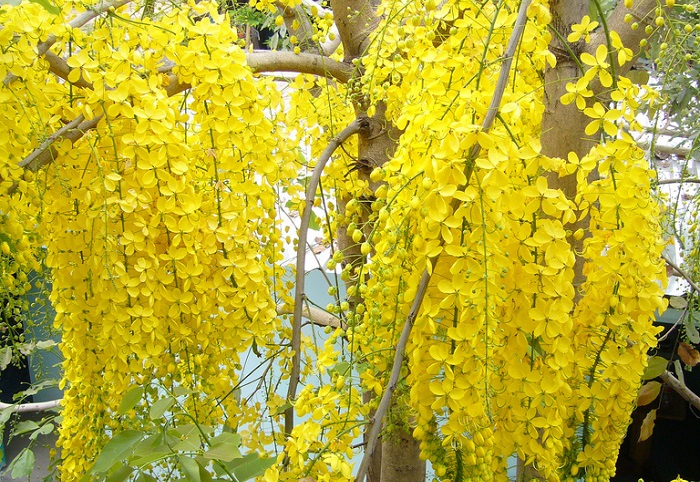 Tác dụng của cây hoàng yến