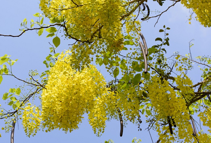 Cách chăm sóc cây muồng hoàng yến