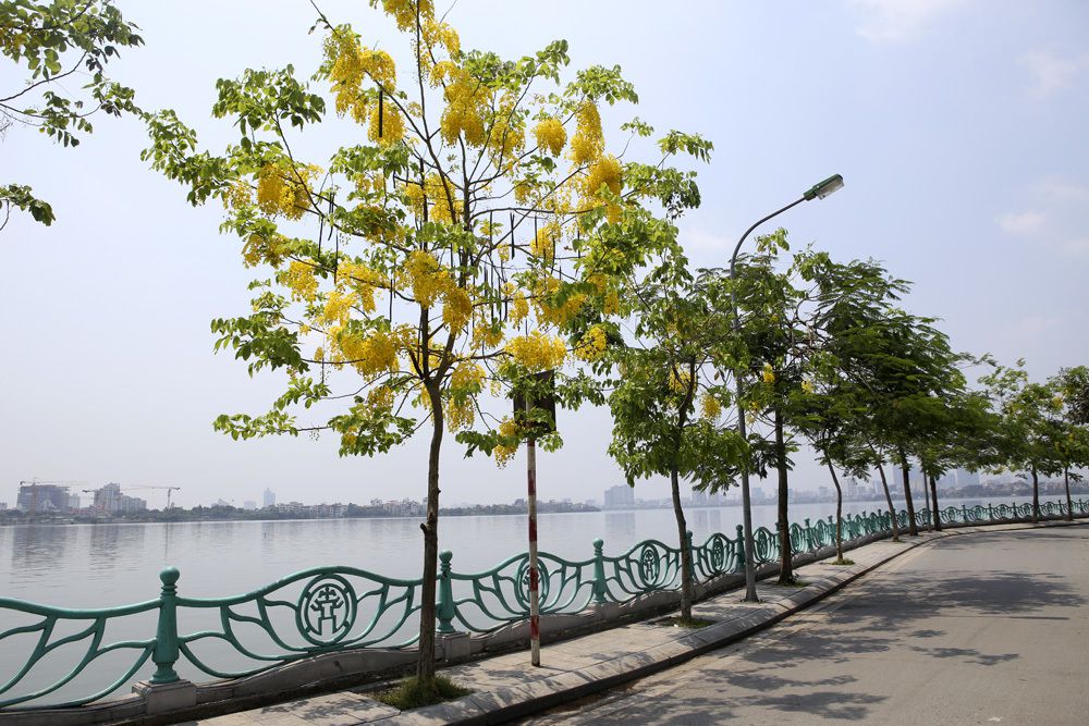 Cách trồng cây muồng hoàng yến