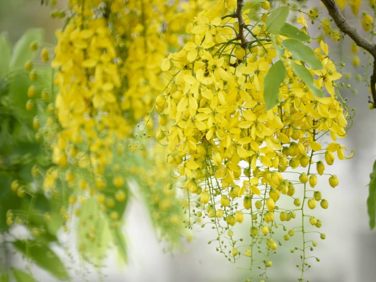 Ảnh hoa muồng hoàng yến Ảnh hoa muồng hoàng yến