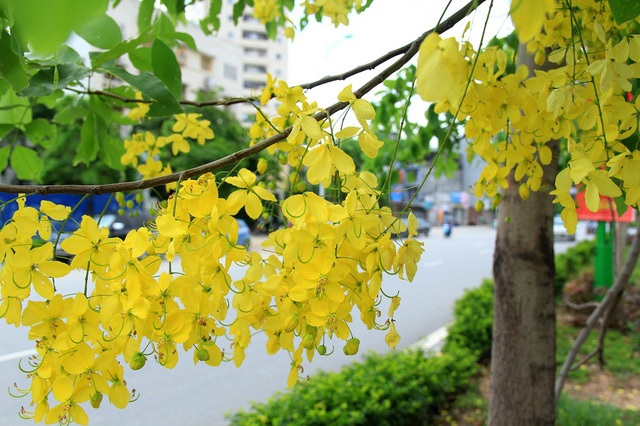 Ảnh hoa muồng hoàng yến Ảnh hoa muồng hoàng yến