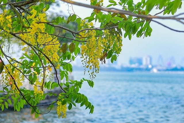 Ảnh hoa muồng hoàng yến Ảnh hoa muồng hoàng yến