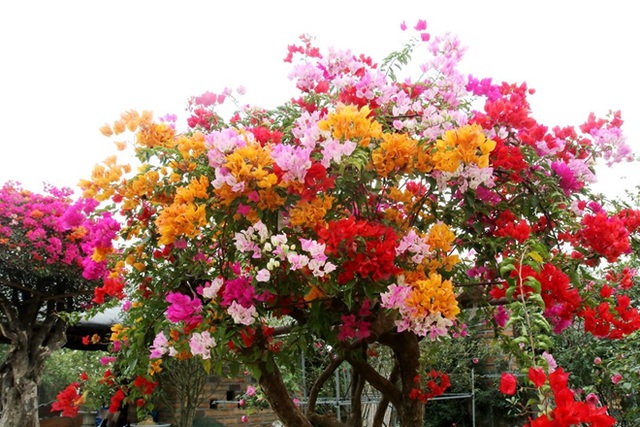 Hoa giấy ngũ sắc là hoa gì? Hoa giấy ngũ sắc là hoa gì?