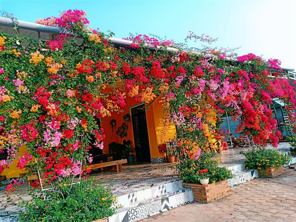 Cách trồng hoa giấy ngũ sắc Cách trồng hoa giấy ngũ sắc