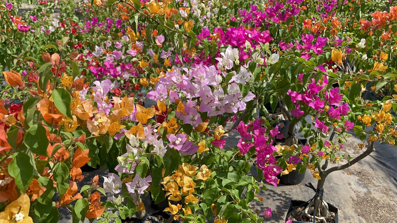 Chăm sóc cây bông giấy ngũ sắc Chăm sóc cây bông giấy ngũ sắc