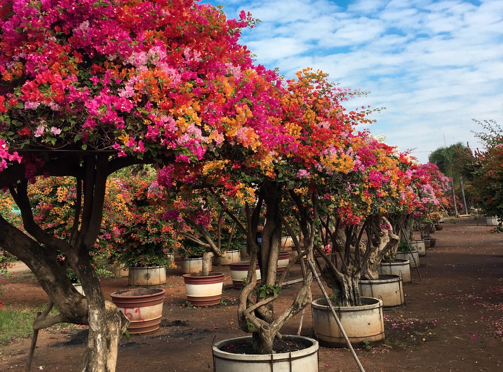 Nhân giống hoa giấy ngũ sắc Nhân giống hoa giấy ngũ sắc