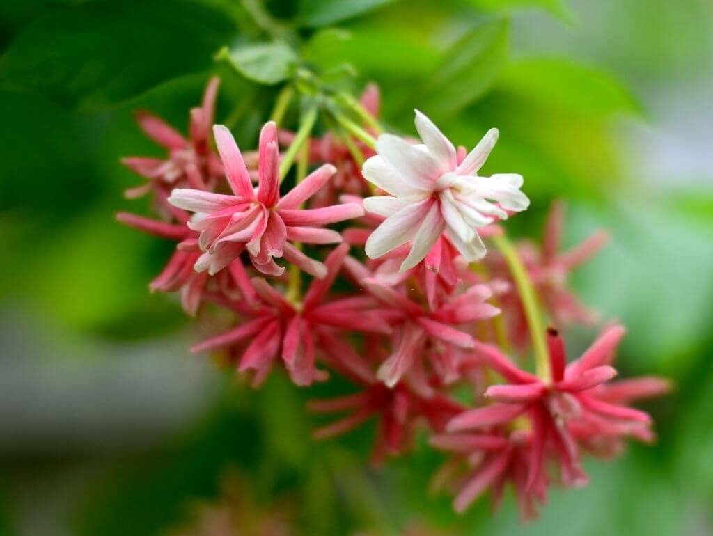 Hoa sử quân tử Hoa sử quân tử