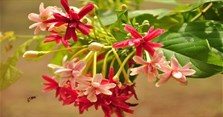 Hoa sử quân tử (hoa giun): Ý nghĩa, cách trồng và chăm sóc cây ra hoa đẹp