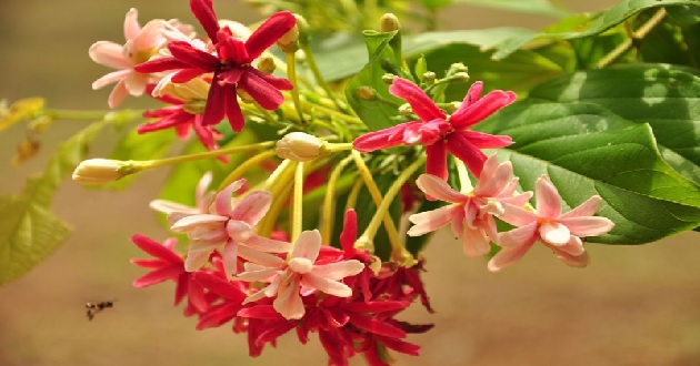 Hoa sử quân tử Hoa sử quân tử