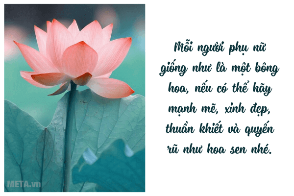 Ảnh hoa sen đẹp kèm trích dẫn ý nghĩa Ảnh hoa sen đẹp kèm trích dẫn ý nghĩa