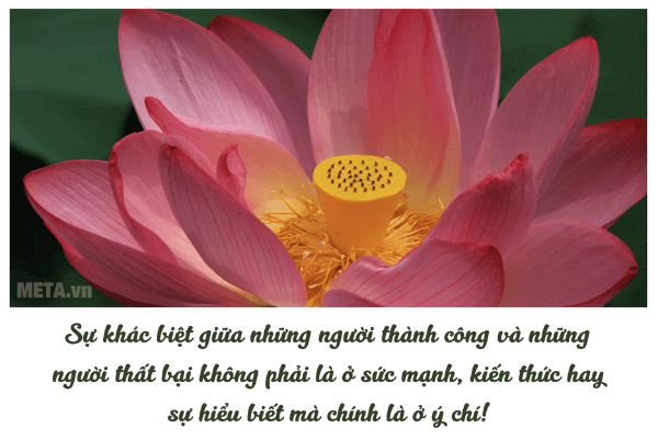 Ảnh hoa sen đẹp kèm trích dẫn ý nghĩa Ảnh hoa sen đẹp kèm trích dẫn ý nghĩa