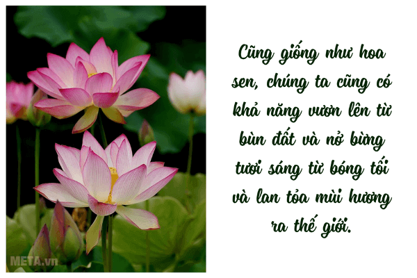 Ảnh hoa sen đẹp kèm trích dẫn ý nghĩa Ảnh hoa sen đẹp kèm trích dẫn ý nghĩa