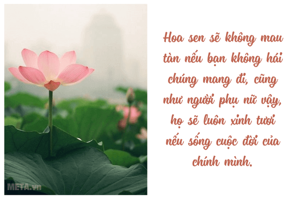 Ảnh hoa sen đẹp kèm trích dẫn ý nghĩa Ảnh hoa sen đẹp kèm trích dẫn ý nghĩa