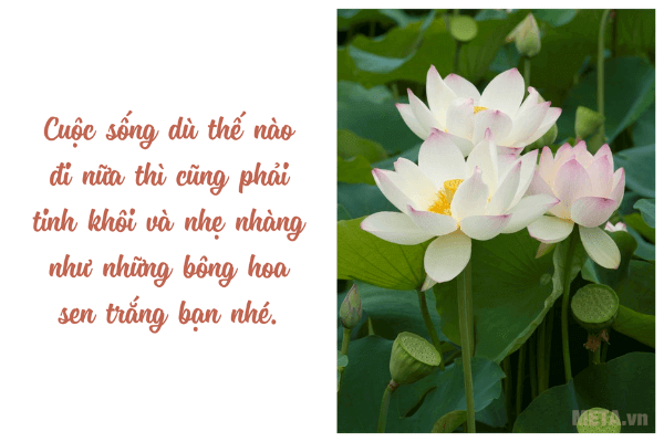 Ảnh hoa sen đẹp kèm trích dẫn ý nghĩa Ảnh hoa sen đẹp kèm trích dẫn ý nghĩa