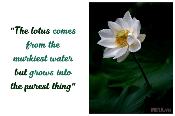 Ảnh hoa sen đẹp kèm trích dẫn ý nghĩa Ảnh hoa sen đẹp kèm trích dẫn ý nghĩa
