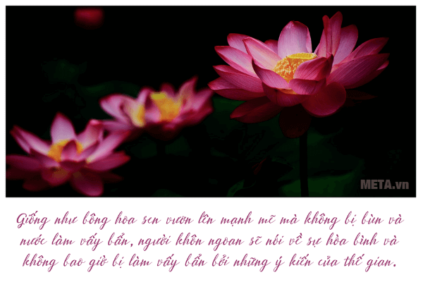 Ảnh hoa sen đẹp kèm trích dẫn ý nghĩa Ảnh hoa sen đẹp kèm trích dẫn ý nghĩa