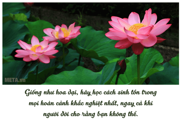 Ảnh hoa sen đẹp kèm trích dẫn ý nghĩa Ảnh hoa sen đẹp kèm trích dẫn ý nghĩa