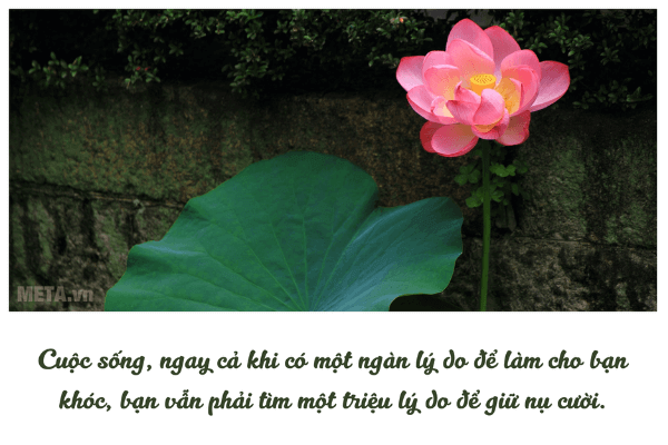 Ảnh hoa sen đẹp kèm trích dẫn ý nghĩa Ảnh hoa sen đẹp kèm trích dẫn ý nghĩa