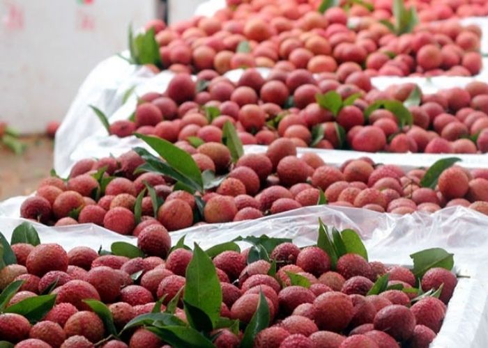 Cách bảo quản vải thiều tươi lâu