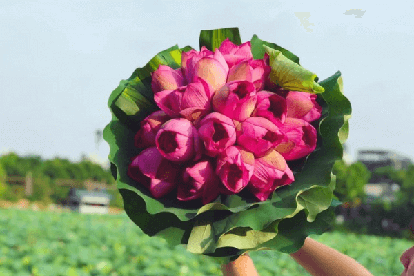 Hình ảnh bó hoa sen đẹp Hình ảnh bó hoa sen đẹp