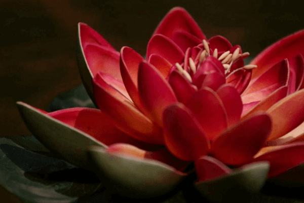 Hình ảnh hoa sen đỏ Hình ảnh hoa sen đỏ