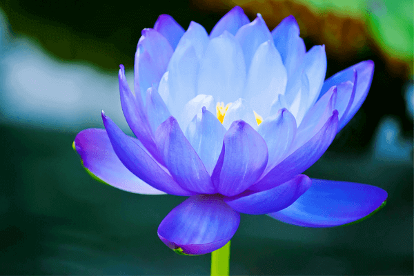 Hình ảnh hoa sen xanh Hình ảnh hoa sen xanh