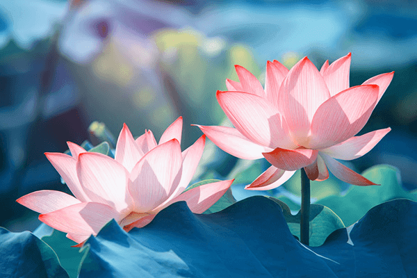 Hình ảnh hoa sen hồng Hình ảnh hoa sen hồng