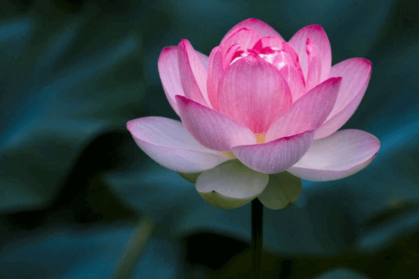 Hình ảnh hoa sen hồng Hình ảnh hoa sen hồng