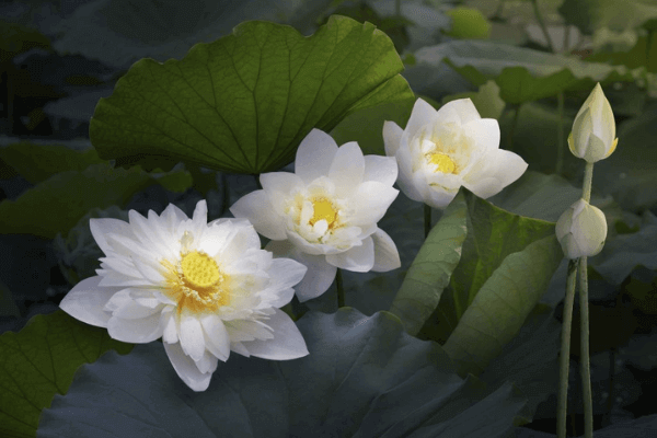 Hình ảnh hoa sen trắng Hình ảnh hoa sen trắng